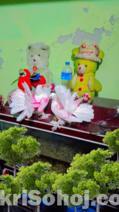 লক্ষা কবুতর